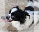 Small #3 Papillon Mix