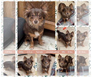 Chihuahua-Unknown Mix Dogs for adoption in Mesa, AZ, USA
