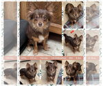 Small Chihuahua Mix