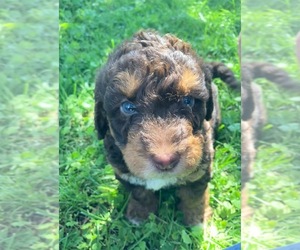 Labradoodle Puppy for sale in DAVENPORT, IA, USA