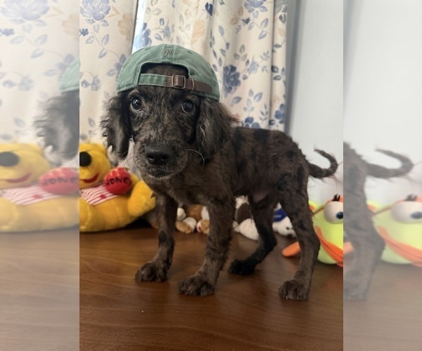 Medium Photo #1 Cockapoo (Miniature) Puppy For Sale in DURHAM, CT, USA