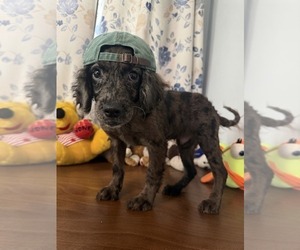 Cockapoo (Miniature) Puppy for sale in DURHAM, CT, USA