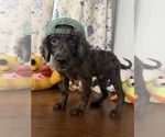 Image preview for Ad Listing. Nickname: Litter of 4