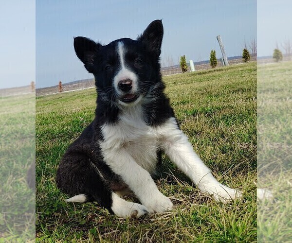 Medium Photo #4 Border Collie Puppy For Sale in NORBORNE, MO, USA
