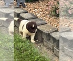 Small #9 Newfoundland