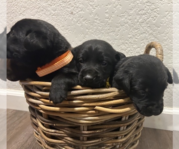 Medium Photo #1 Labrador Retriever Puppy For Sale in DAVENPORT, IA, USA