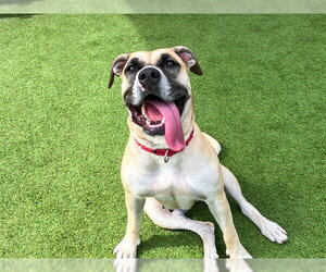 RHEA - Female Boxer-Unknown Mix Dog for Adoption - Photo #3