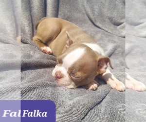 Boston Terrier Puppy for sale in POMEROY, OH, USA