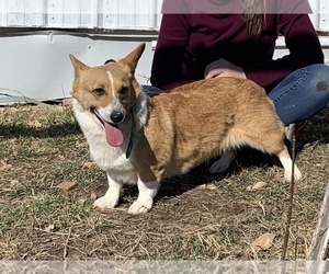 Mother of the American Corgi puppies born on 01/20/2023