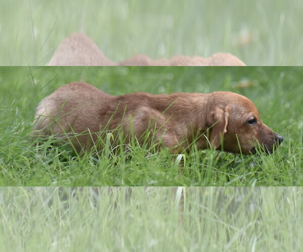 Medium Photo #5 Chiweenie Puppy For Sale in Mechanicsburg, PA, USA