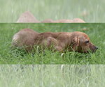 Small #4 Chiweenie