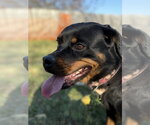 Small #4 Rottweiler