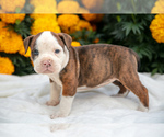 Puppy Wanda Olde English Bulldogge