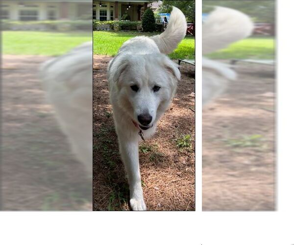 Medium Photo #5 Great Pyrenees-Unknown Mix Puppy For Sale in Houston, TX, USA