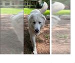 Small #4 Great Pyrenees Mix