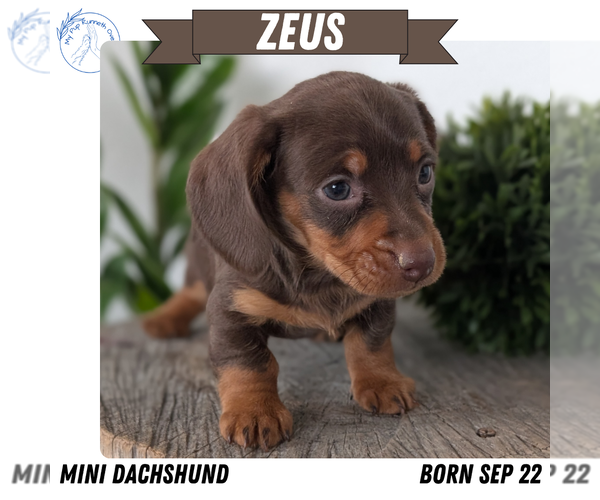 Medium Photo #33 Dachshund Puppy For Sale in GOSHEN, IN, USA