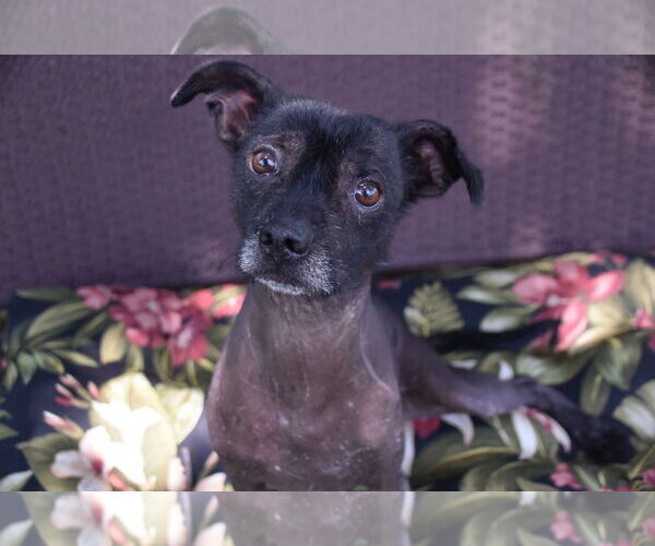 Medium Photo #1 Mutt Puppy For Sale in Erie, MI, USA