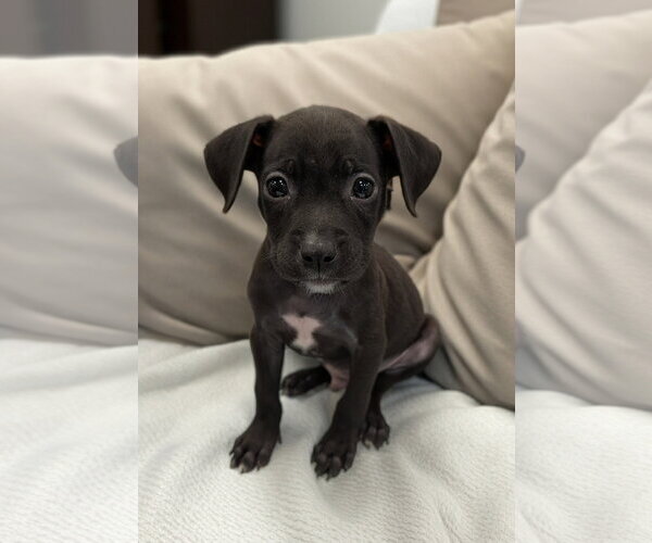 Medium Photo #1 Chihuahua-Unknown Mix Puppy For Sale in Oakhurst, NJ, USA