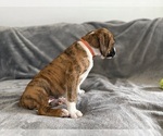Small #1 Boxer