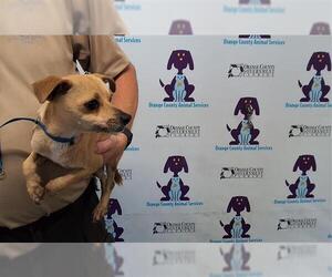 Chihuahua Dogs for adoption in Orlando, FL, USA