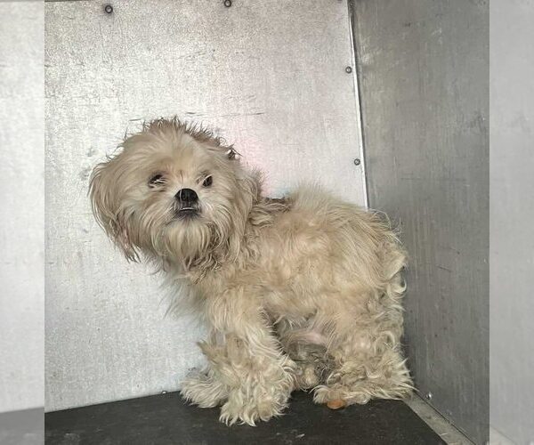 Medium Photo #1 Shih Tzu-Unknown Mix Puppy For Sale in New York, NY, USA