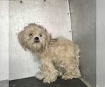 Small Shih Tzu Mix