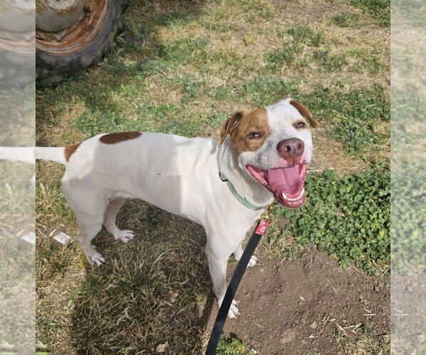 Medium Photo #6 Mutt Puppy For Sale in Chico, CA, USA