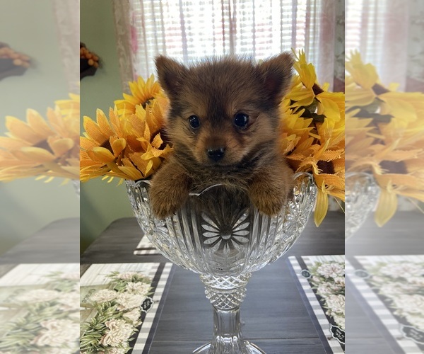 Medium Photo #3 Yoranian Puppy For Sale in GREENVILLE, NC, USA