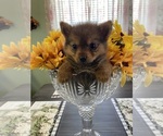 Small Photo #3 Yoranian Puppy For Sale in GREENVILLE, NC, USA