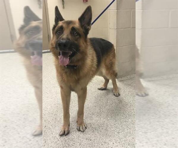Medium Photo #1 German Shepherd Dog Puppy For Sale in Conroe, TX, USA