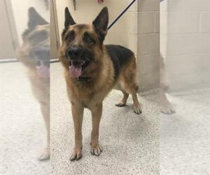 German Shepherd Dog Dogs for adoption in Conroe, TX, USA