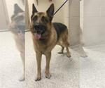 HUGH - Male German Shepherd Dog Dog for Adoption - Small photo