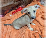 Reggie - Male Beagle Dog for Adoption - Small photo