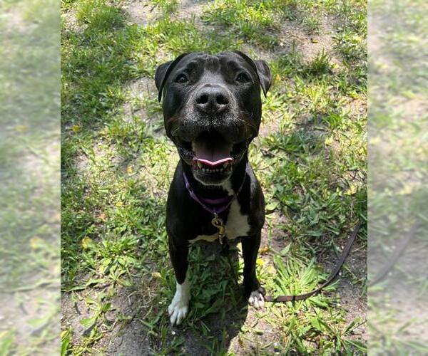 Medium Photo #1 American Staffordshire Terrier-Unknown Mix Puppy For Sale in Brewster, MA, USA