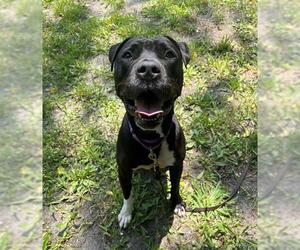 American Staffordshire Terrier-Unknown Mix Dogs for adoption in Brewster, MA, USA