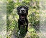 Small American Staffordshire Terrier Mix