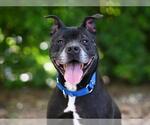 Small #2 American Staffordshire Terrier Mix