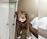 Small Photo #3 Alapaha Blue Blood Bulldog Puppy For Sale in HAMILTON, NJ, USA