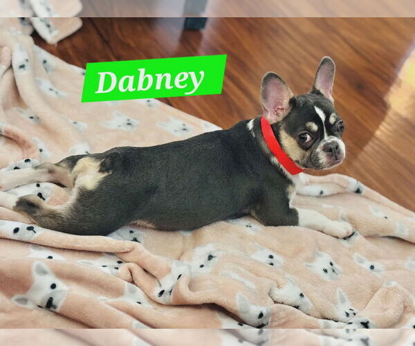 Medium Photo #3 French Bulldog Puppy For Sale in Plantation, FL, USA