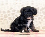 Small Photo #4 Schnoodle (Miniature) Puppy For Sale in DENVER, PA, USA
