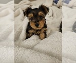 Tinker - Male Yorkshire Terrier Puppy for Sale - Photo #2