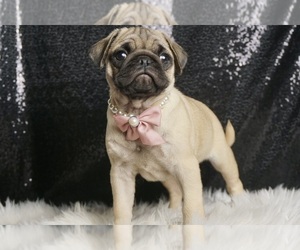 Pug Puppy for sale in WARSAW, IN, USA