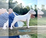 Small #3 Dogo Argentino