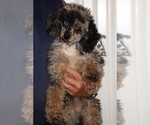 Small #14 Poodle (Miniature)