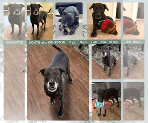 Labrador Retriever-Unknown Mix Dogs for adoption in Mesa, AZ, USA