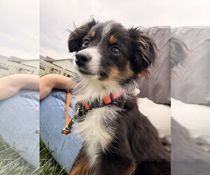 Australian Shepherd-Unknown Mix Dogs for adoption in Fort Collins, CO, USA