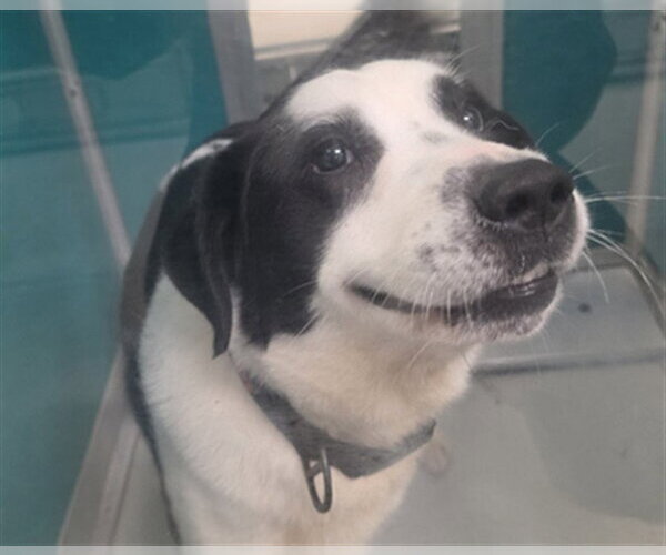 Medium Photo #1 Border Collie-Unknown Mix Puppy For Sale in Oklahoma City, OK, USA
