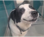 Small Border Collie Mix