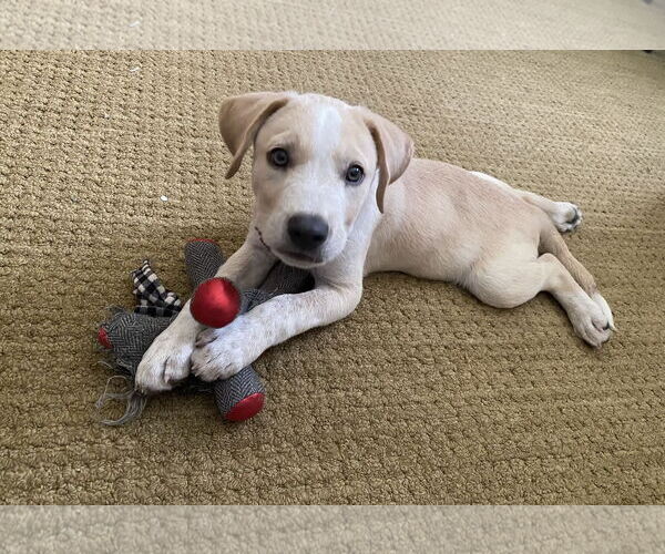 Medium Photo #4 Mutt Puppy For Sale in Dallas, TX, USA