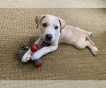 Small #3 Mutt